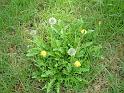 Dandelion Flowers and seeds